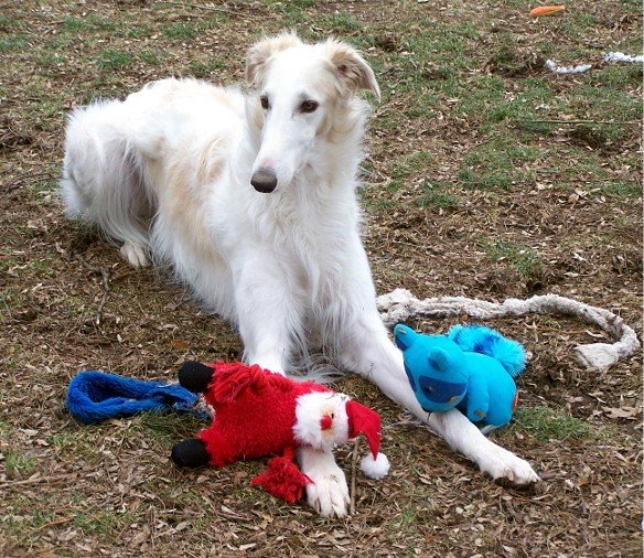 Signs of a Healthy Hoarder vs. Red Flags (image credits: flickr)