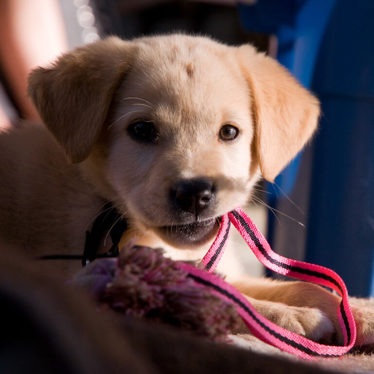 Attention-Seeking: A Chewing Cry for Help