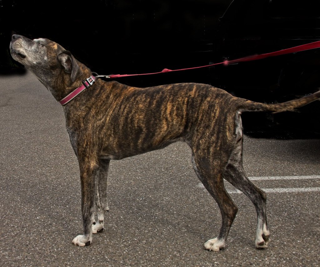 Yelling Actually Makes Barking Worse, Not Better (image credits: flickr)