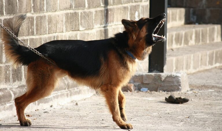 Why You Should Never Shout at Your Dog for Barking at Strangers