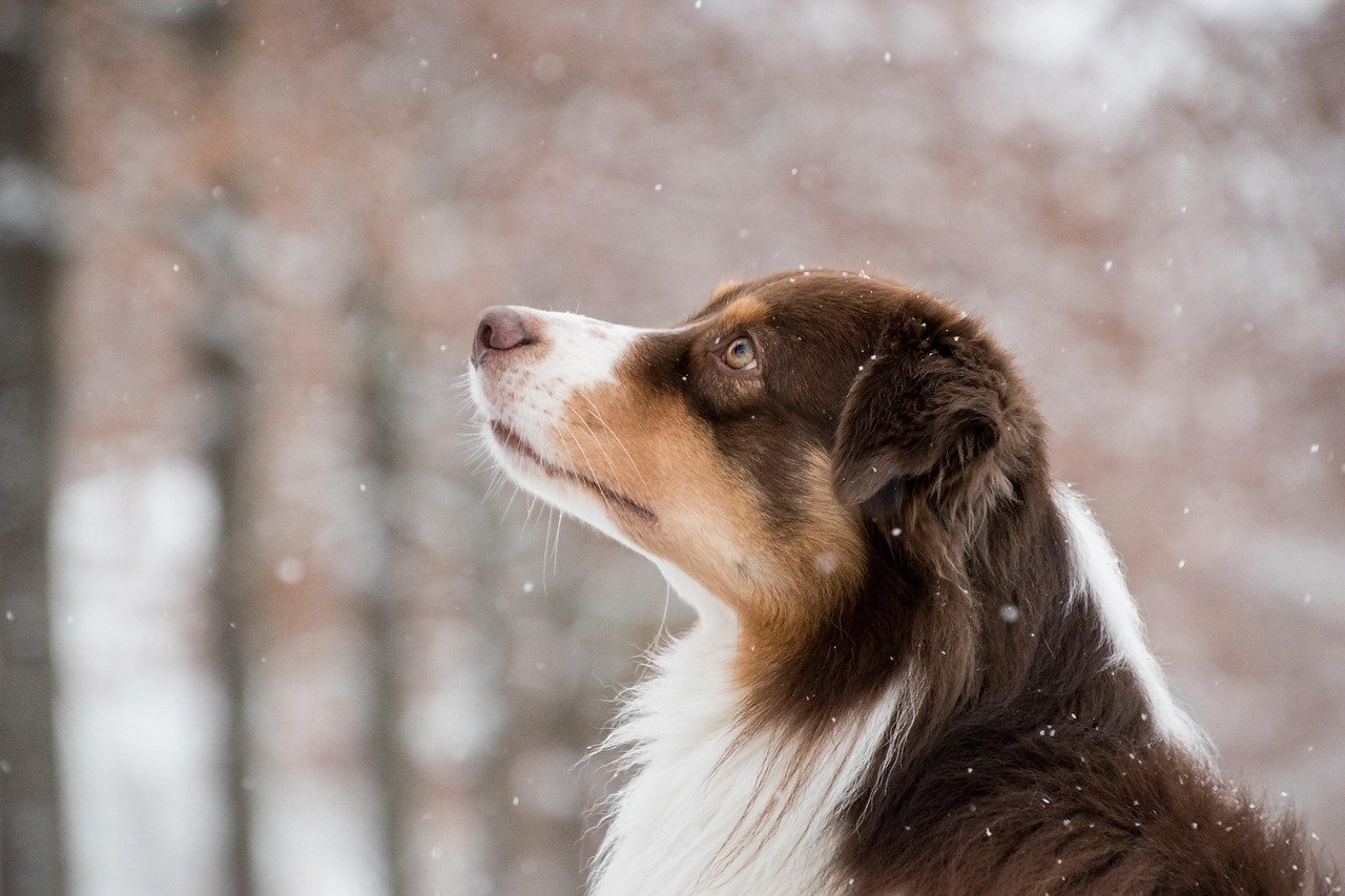 Australian Shepherd: The Agile Explorer (image credits: pixabay)