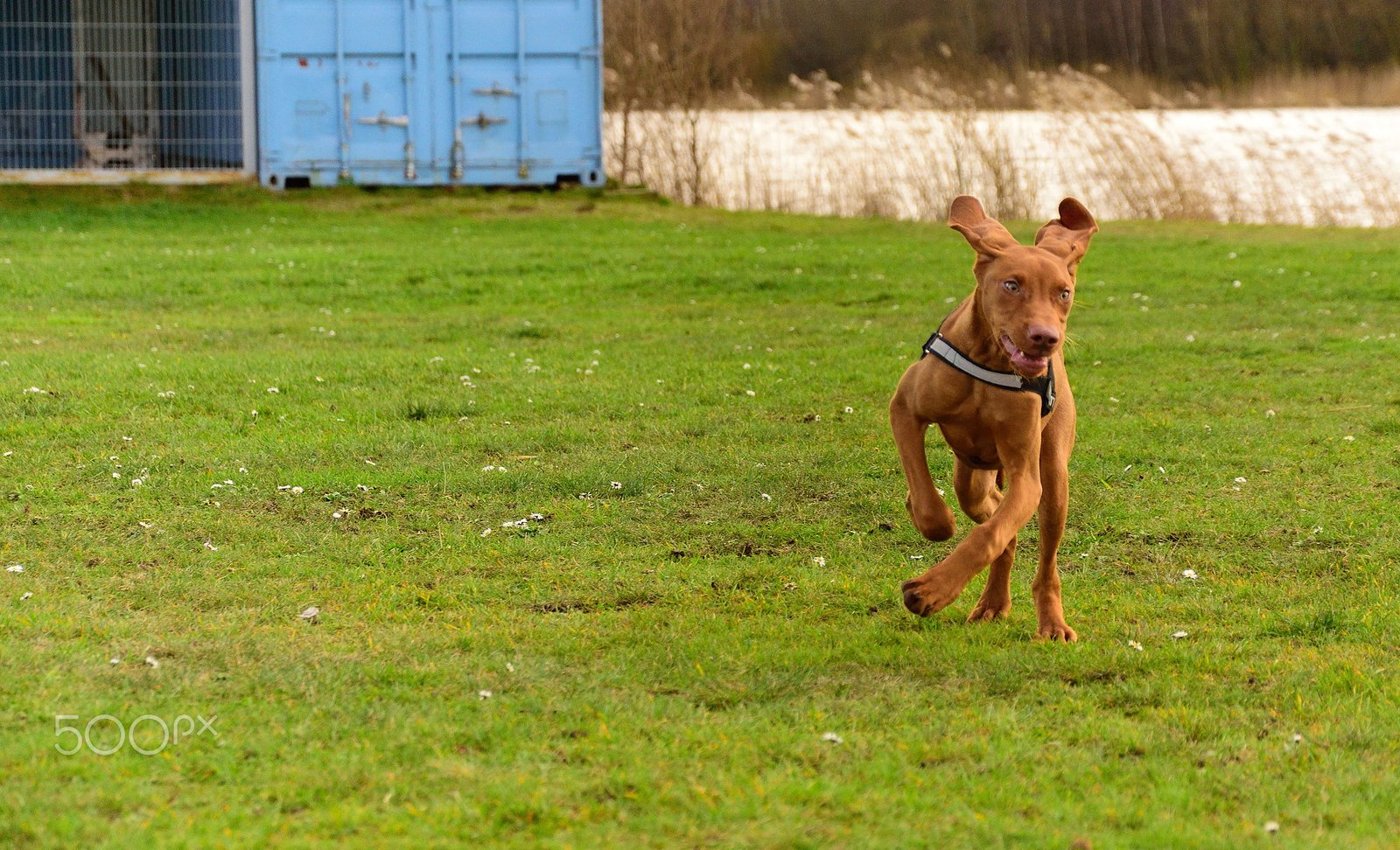 Vizsla: The Velcro Adventure Partner (image credits: wikimedia)