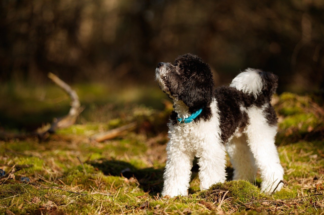 Standard Poodle: The Surprisingly Rugged Camper (image credits: pixabay)