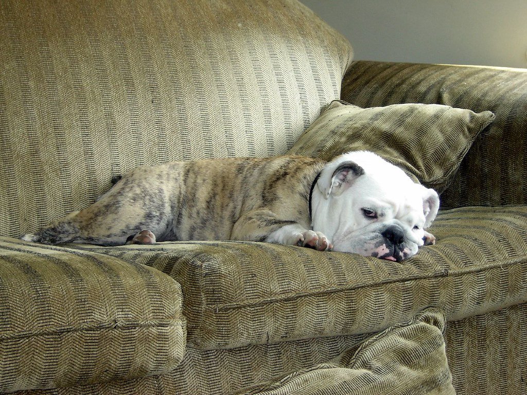 English Bulldog: The Couch Potato (image credits: flickr)