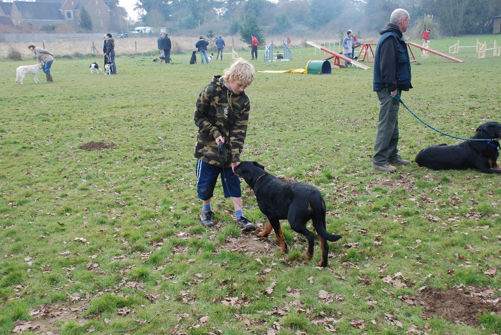 Can You Commit to Daily Training and Socialization? (image credits: flickr)