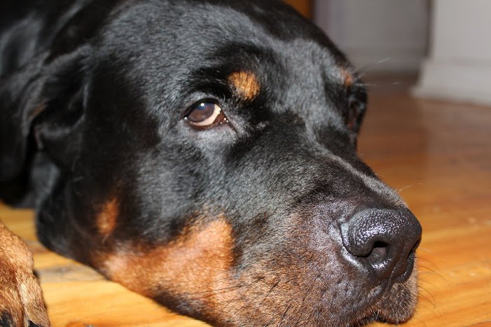 Will Your Home Life Suit a Rottie? (image credits: wikimedia)