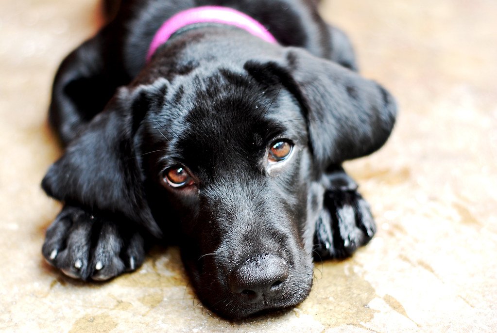 Recognizing Stress Signals in Your Dog (image credits: flickr)