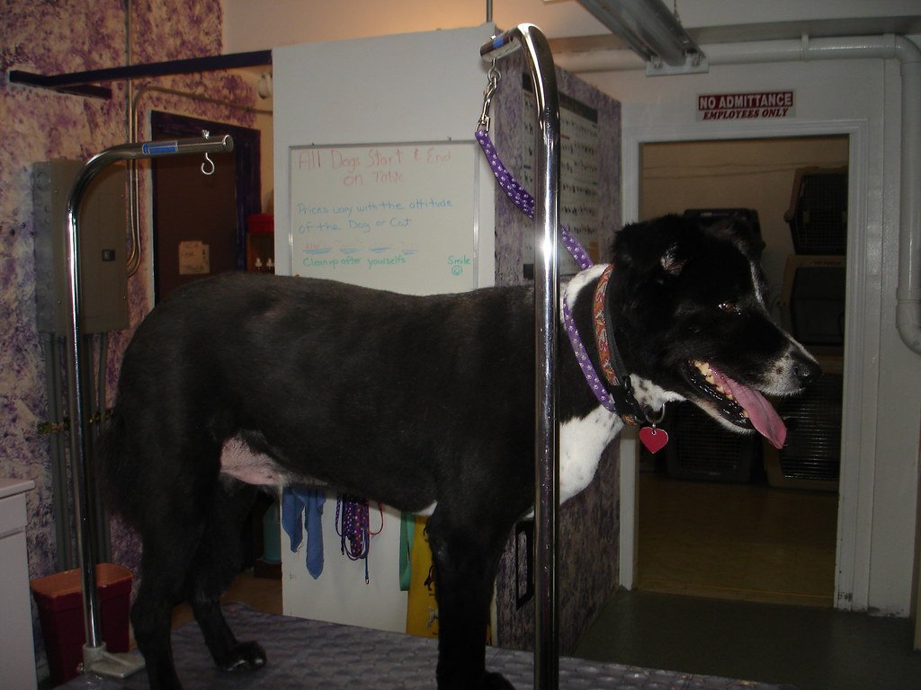 Grooming and Shedding Surprises (image credits: flickr)