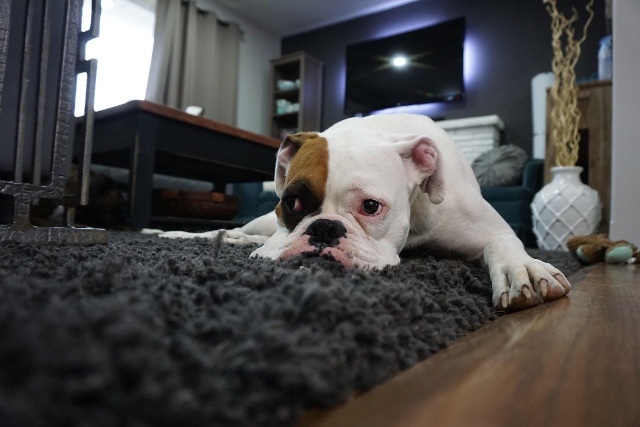 Why You Should Never Scold Your Dog For Peeing on the Carpet