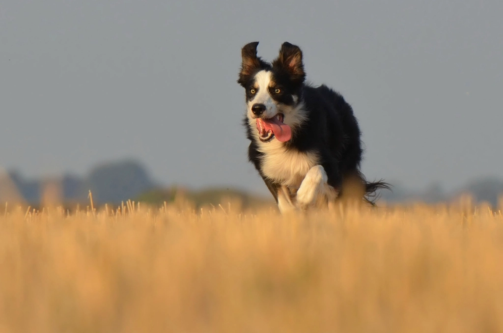Virgo: The Border Collie (image credits: rawpixel)