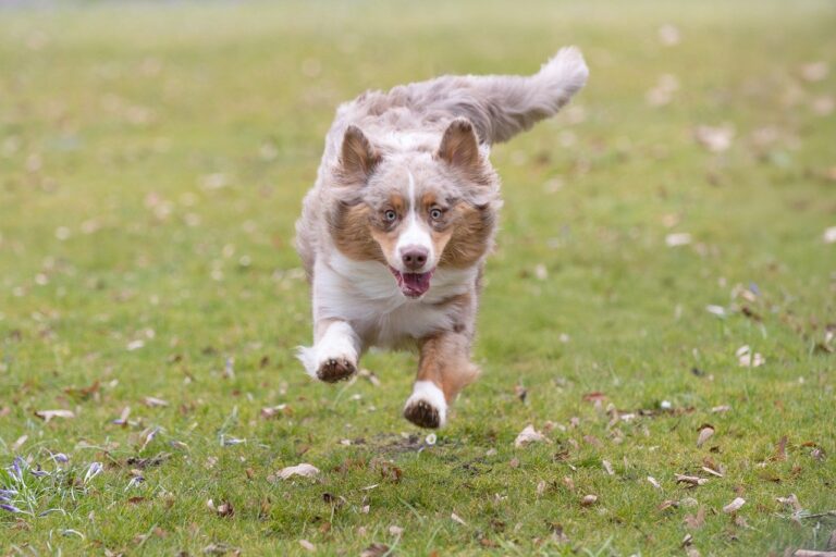 Aquarius: The Australian Shepherd