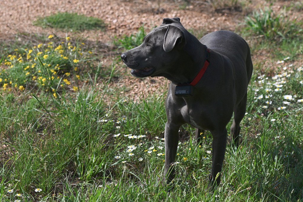 Blue Lacy - The Honorary Small Breed (image credits: flickr)
