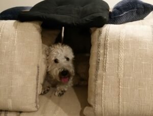 Why You Should Never Punish Your Dog For Misbehaving