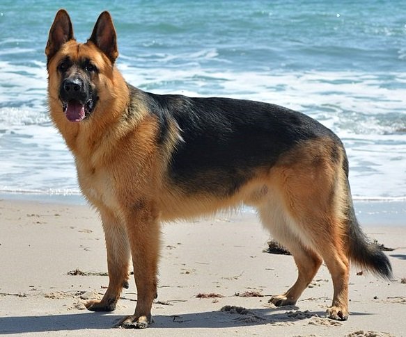 German Shepherd (image credits: wikimedia)