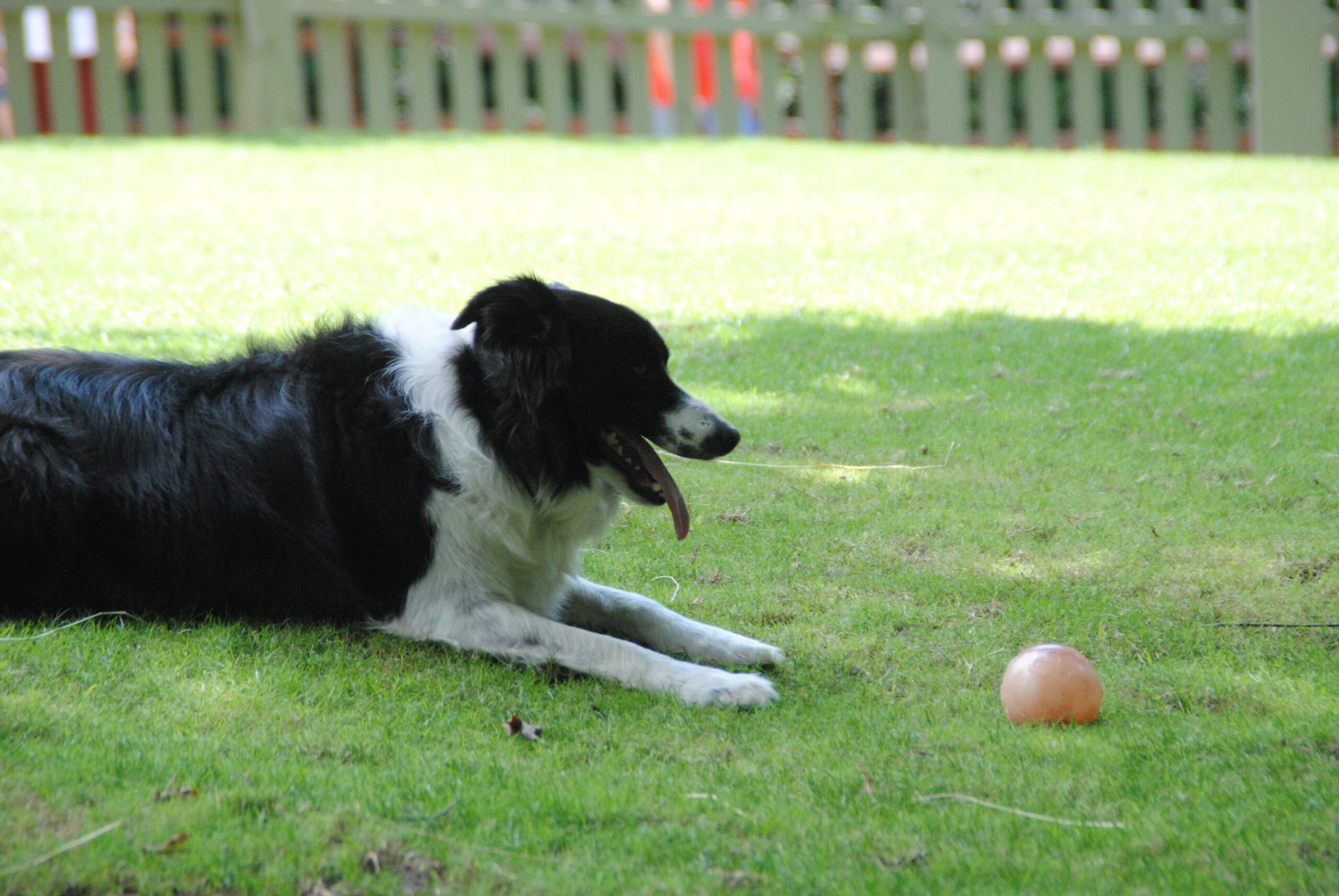 Border Collie (image credits: wikimedia)