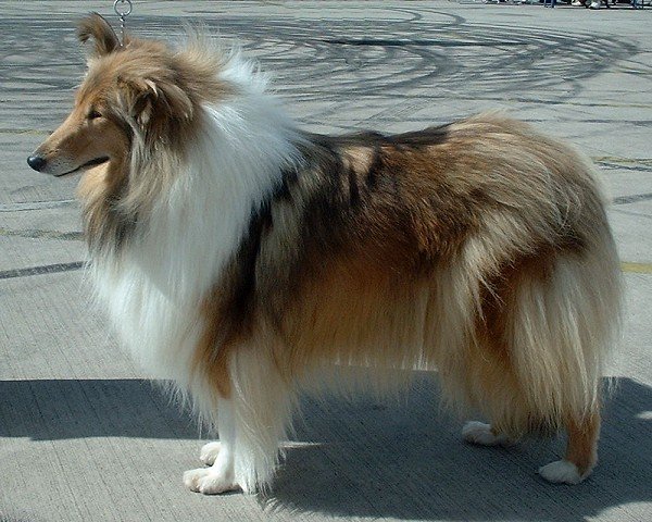 Collie (image credits: wikimedia)