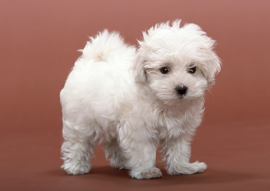 Bichon Frise: The Fluffy Charmer (image credits: rawpixel)