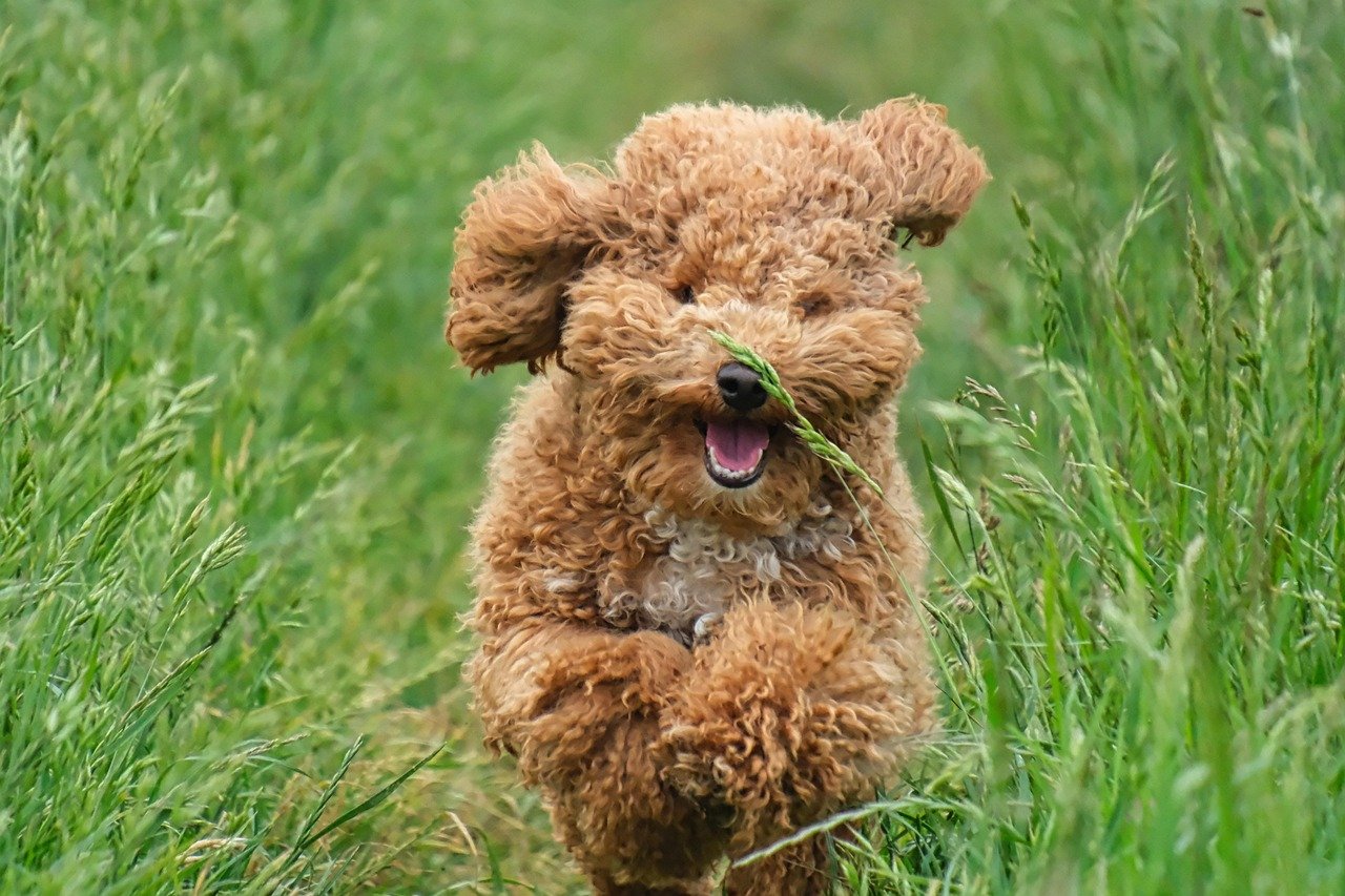 Poodle: The Einstein of Dogs (image credits: pixabay)