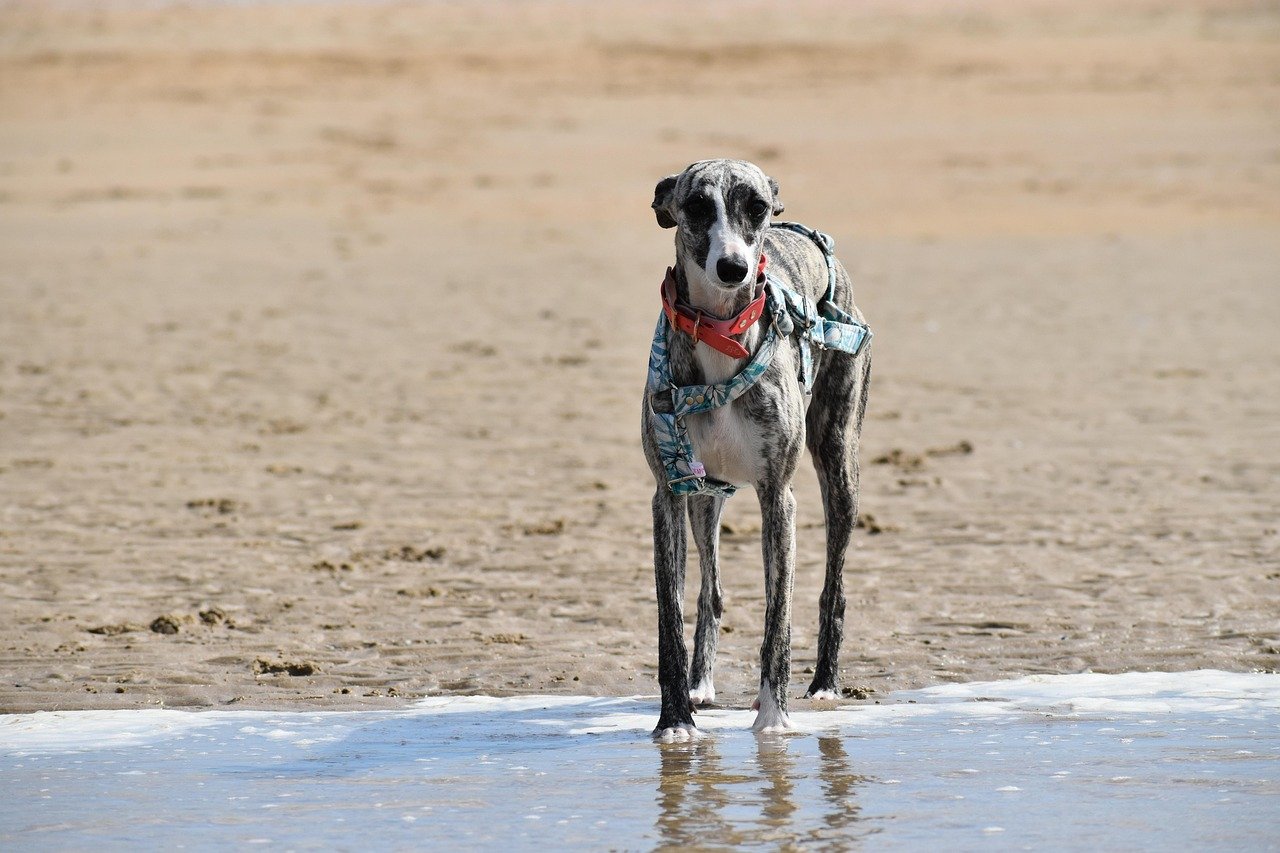 Whippet: The Quiet Speedster (image credits: pixabay)