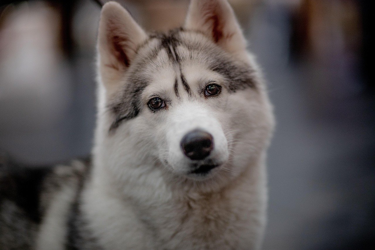 Siberian Husky: The Beautiful Escape Artist (image credits: pixabay)