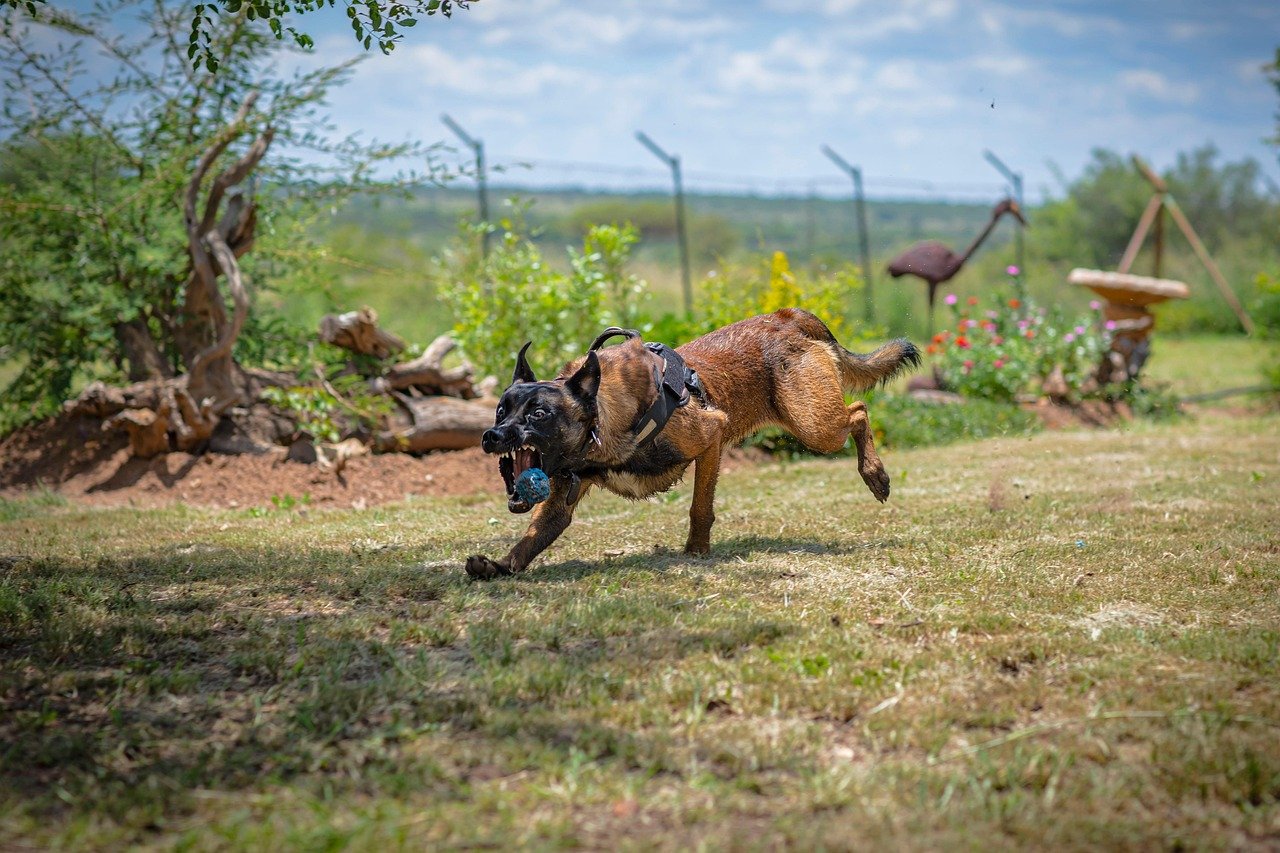 Belgian Malinois: The Military-Grade Athlete (image credits: pixabay)