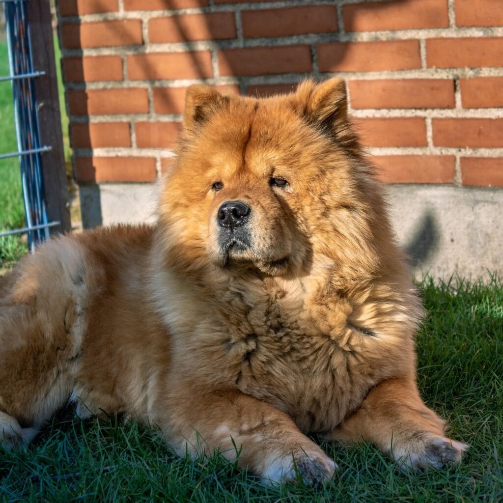 Chow Chow: The Stubborn Teddy Bear