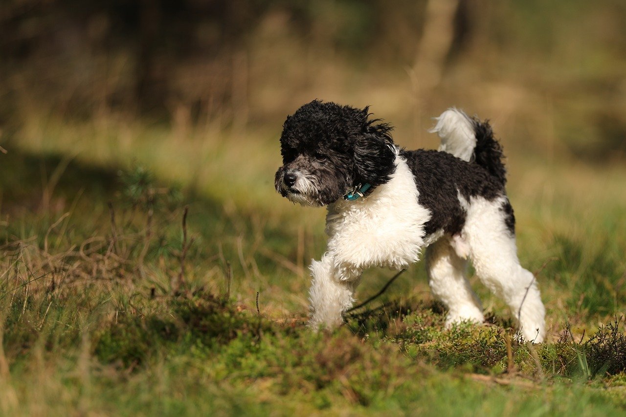 Poodles: The Intuitive Intellectuals (image credits: pixabay)
