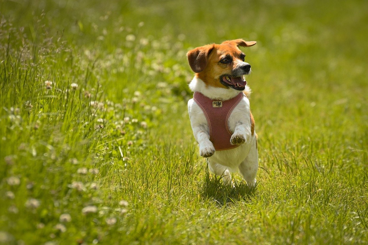 Beagles: The Emotional Stabilizers (image credits: pixabay)