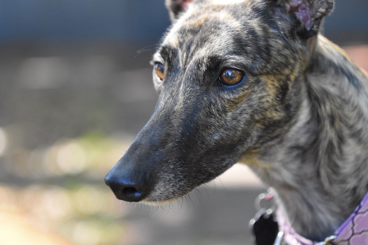 Greyhounds: The Calming Presence (image credits: pixabay)