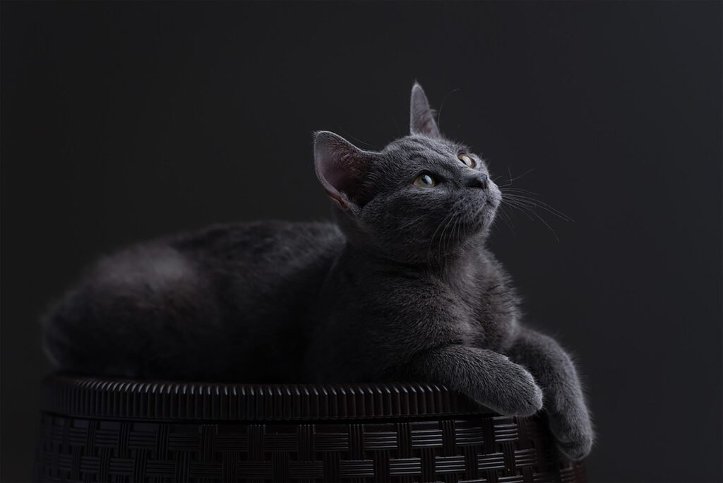Virgo: The Refined Russian Blue