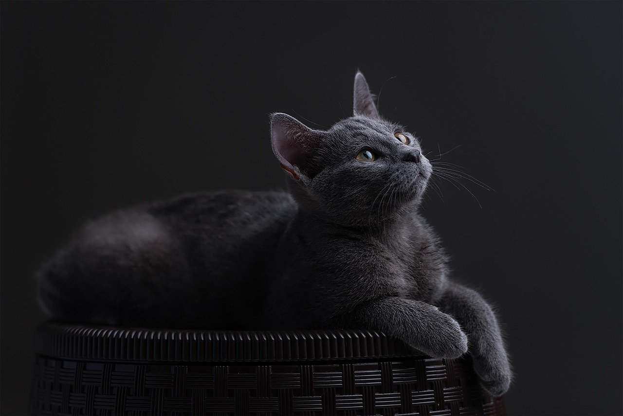 Virgo: The Refined Russian Blue (image credits: pixabay)