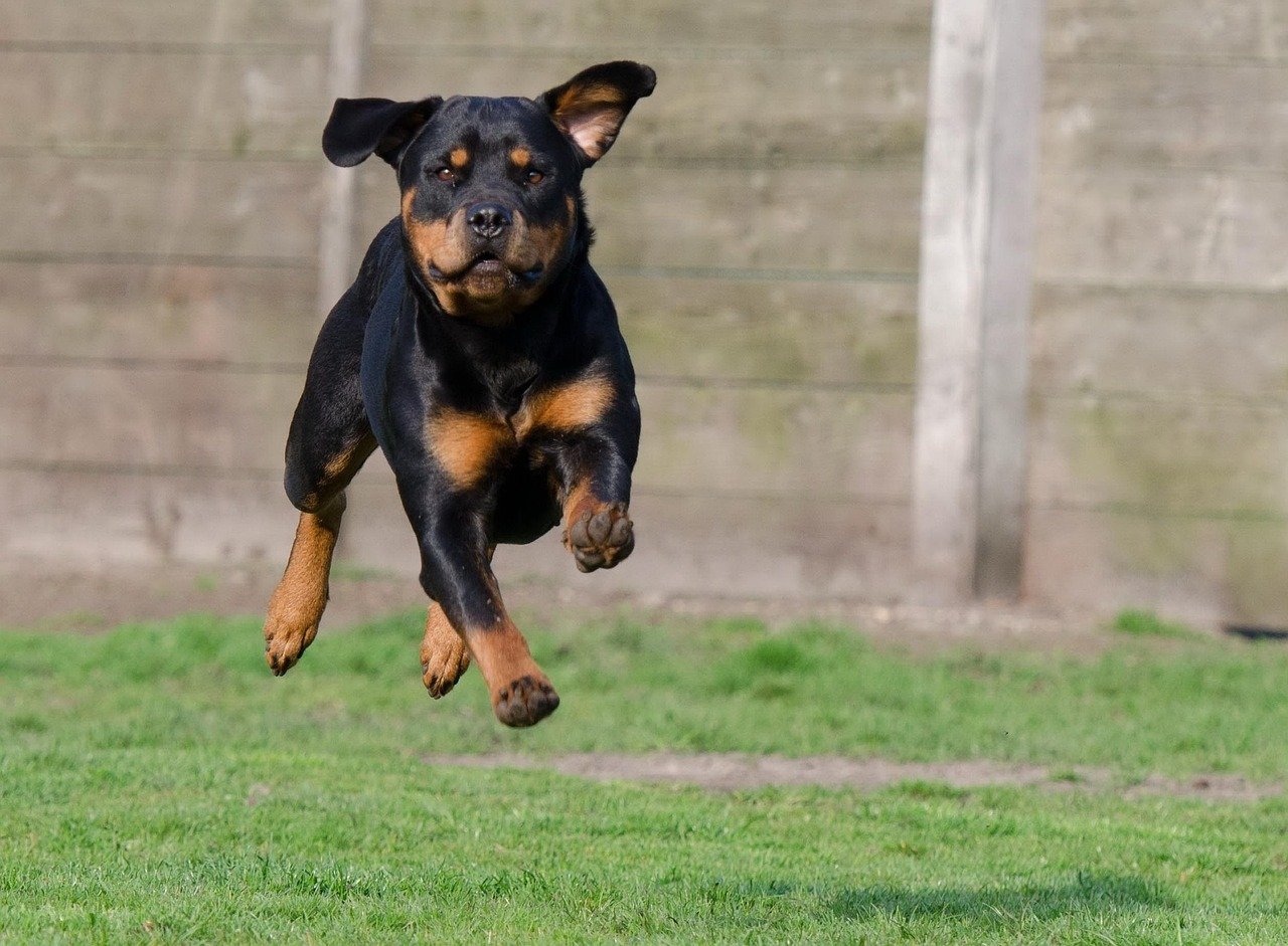 Rottweiler (image credits: pixabay)