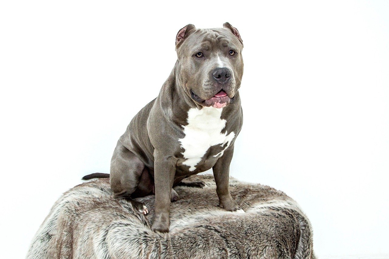 Understanding Pit Bull Body Language (image credits: pixabay)