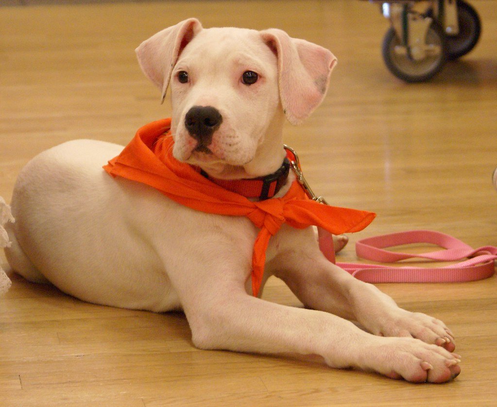 Community Support: Standing Up for Pit Bulls (image credits: flickr)