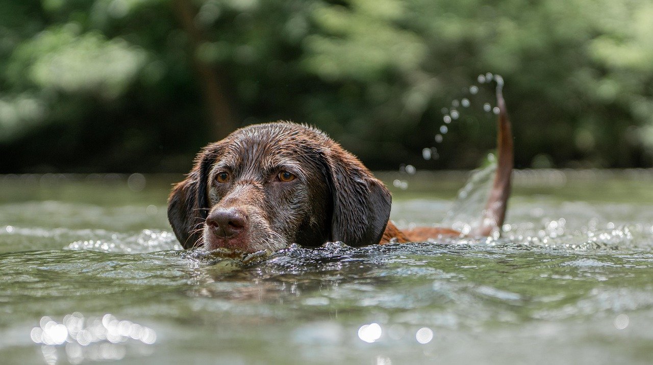 Real-World Scenarios: Labradors in Action (image credits: pixabay)