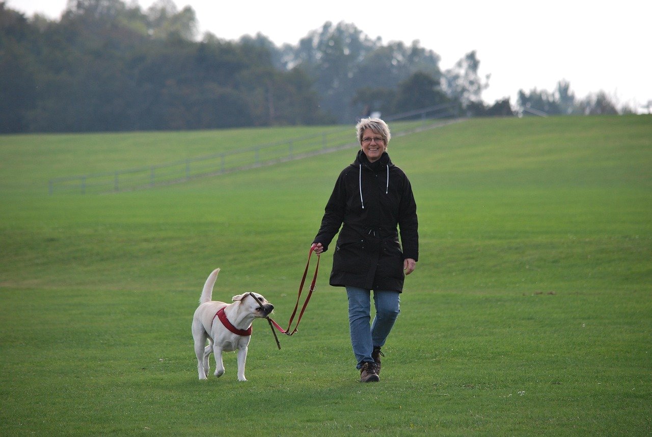 Cherishing the Labrador Connection (image credits: pixabay)