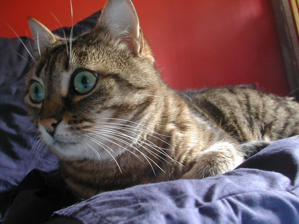 Why Some Cats Refuse to Cuddle Even Though They Love You