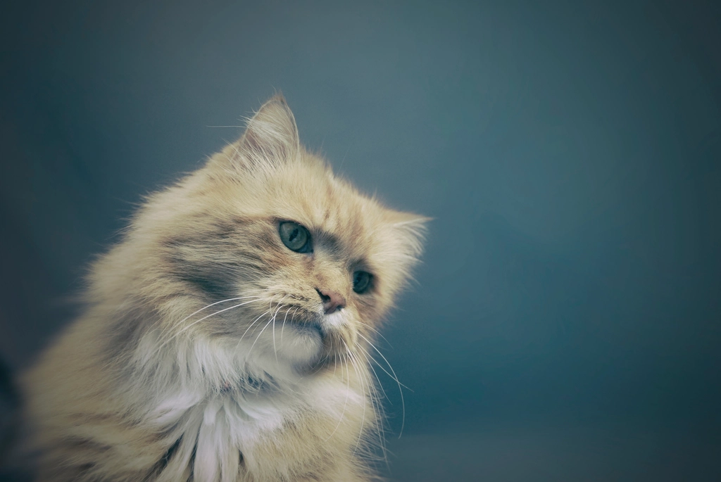 Signs Your Cat Misses You—More Than Just Routine (image credits: rawpixel)