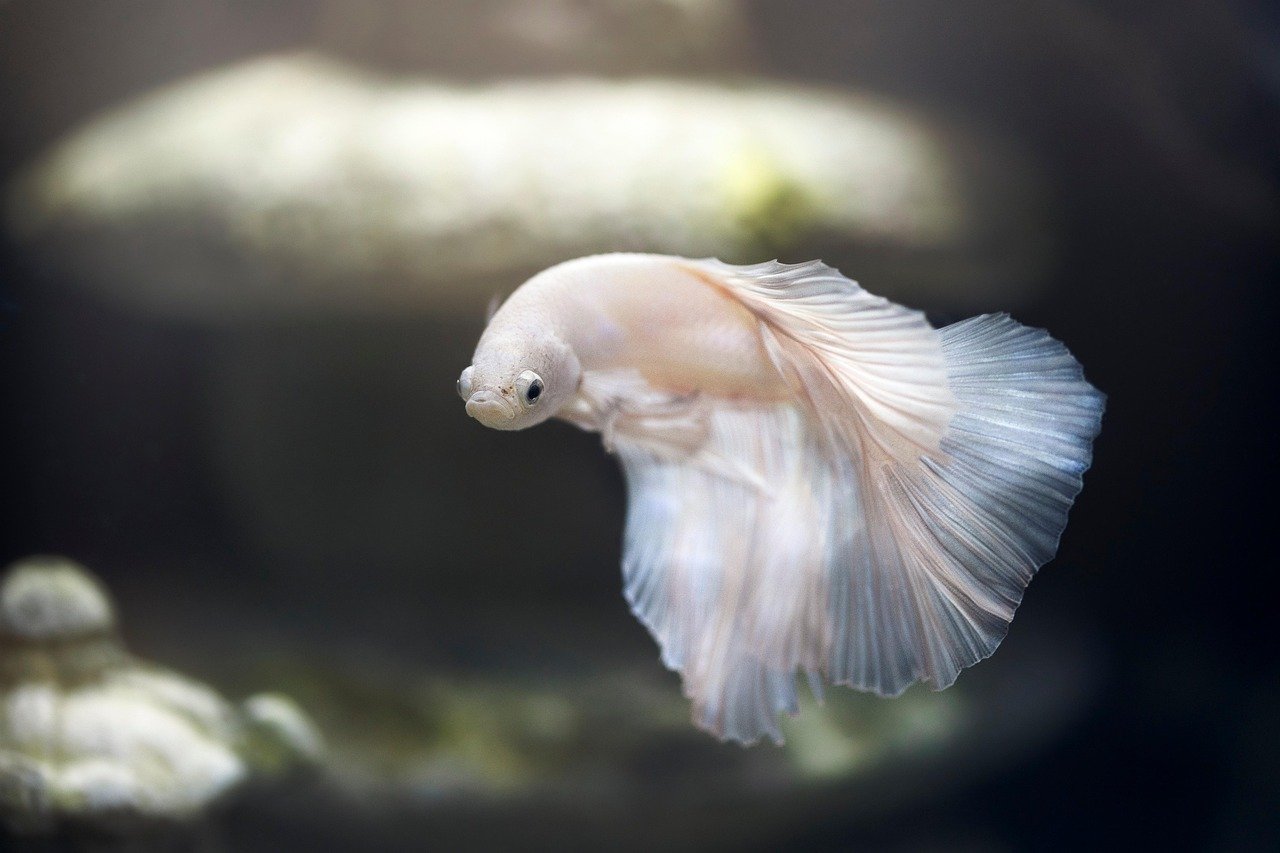 Virgo: Fish for the Perfectionist (image credits: pixabay)