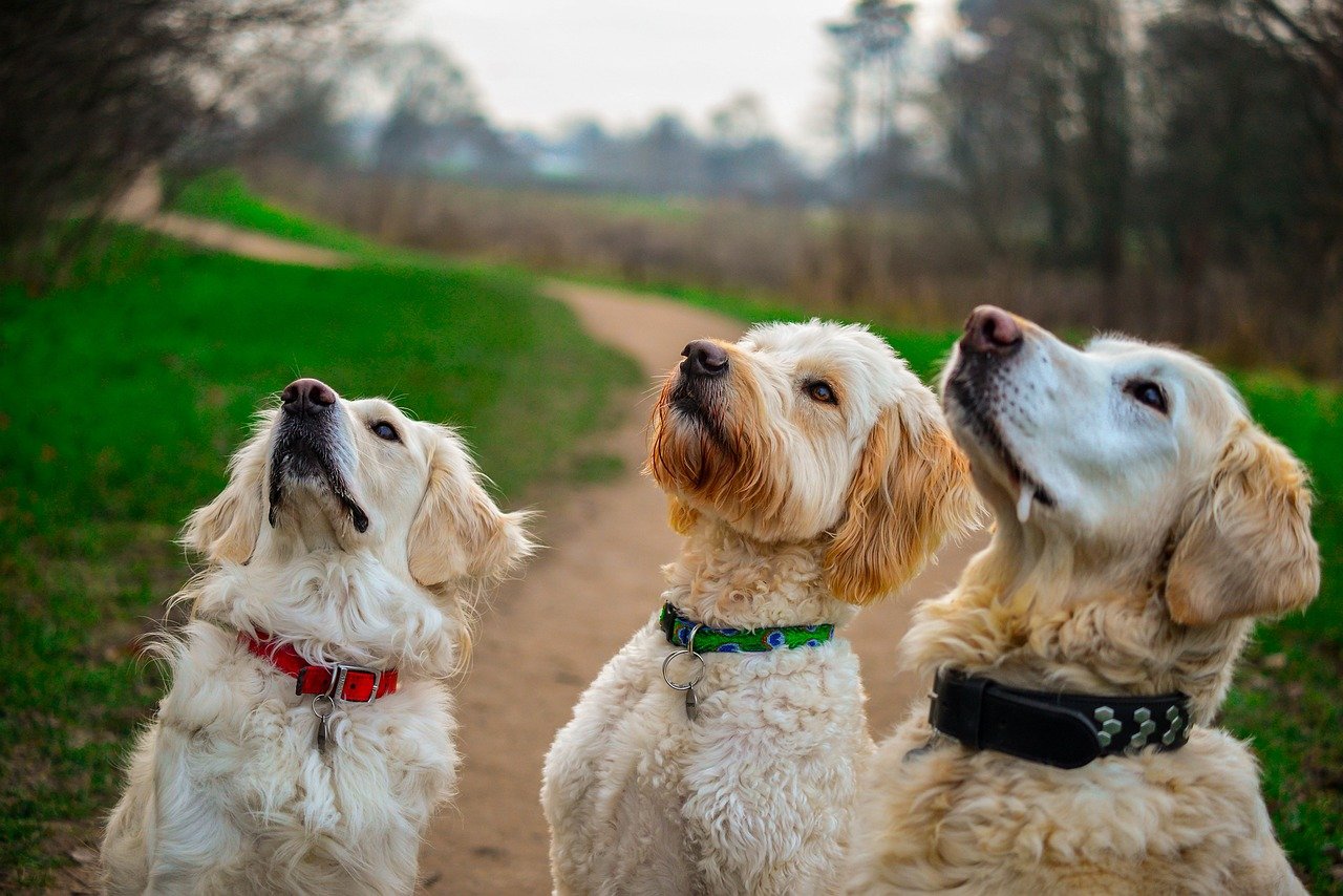 Libra: Designer Dogs for the Aesthetic (image credits: pixabay)