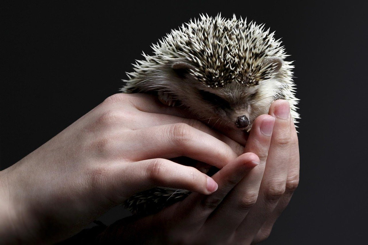 Capricorn: Hedgehogs for the Practical Planner (image credits: pixabay)