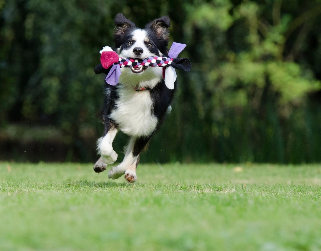 The Energetic Border Collie (image credits: rawpixel)