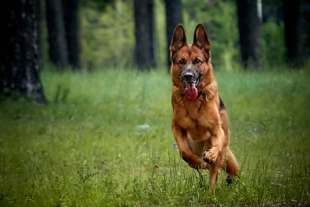 The Loyal German Shepherd (image credits: rawpixel)