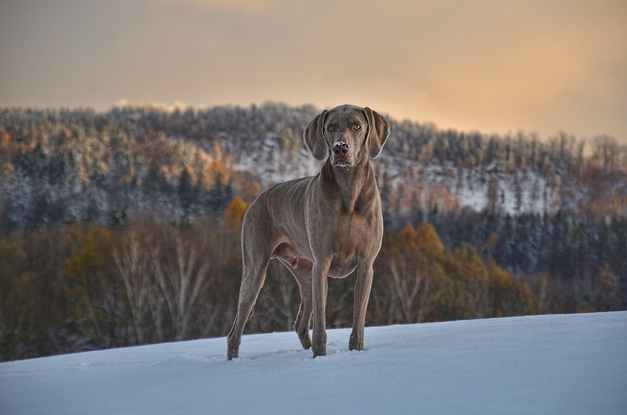 The Elegant Weimaraner (image credits: pixabay)