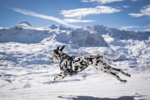 Fire Signs Need High Energy Dogs-Here are the 10 Best Breeds For Aries Leo and Sagittarius