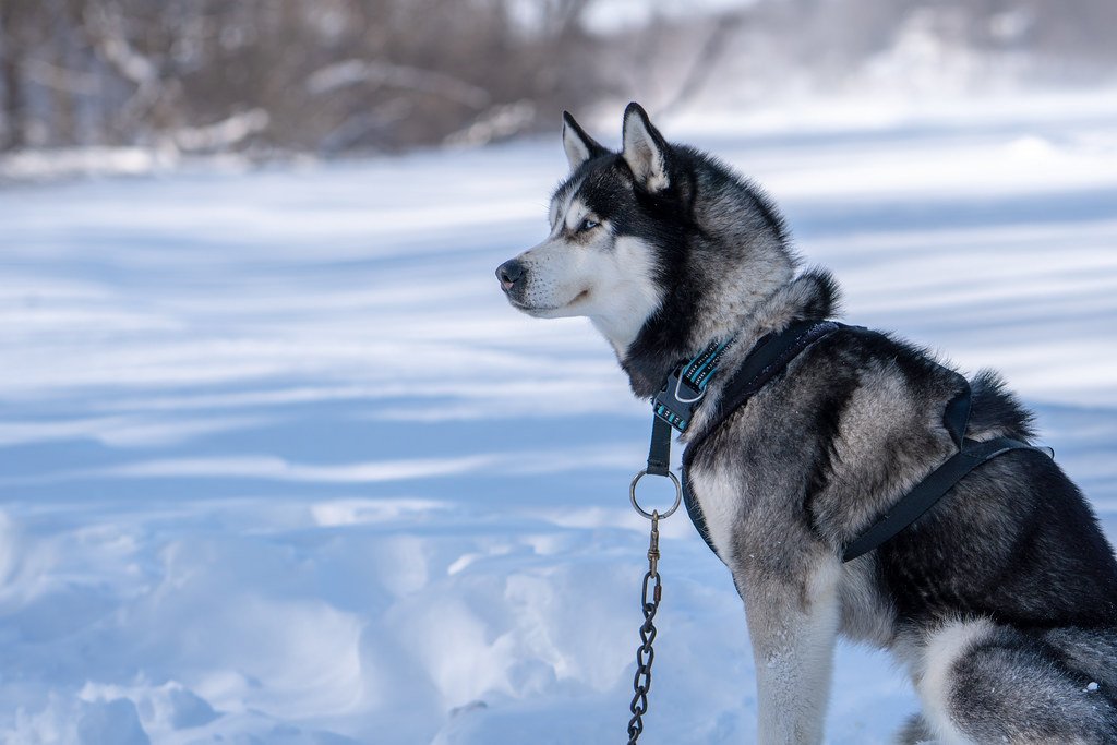 The Sagittarian Adventurer - Siberian Husky (image credits: flickr)