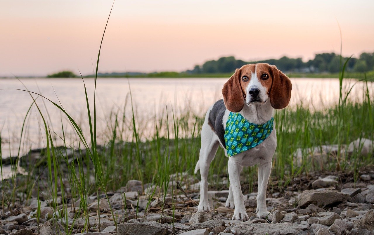 Beagle (image credits: pixabay)