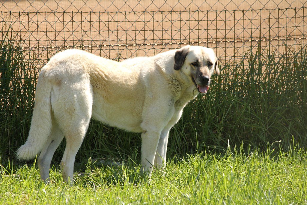 Anatolian Shepherd: The Guardian Giant (image credits: flickr)