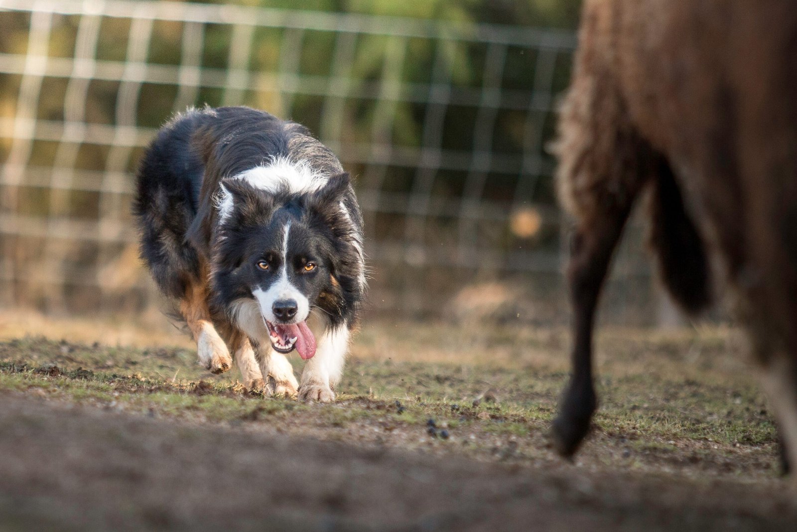 Border Collie: The Mastermind Herder (image credits: wikimedia)