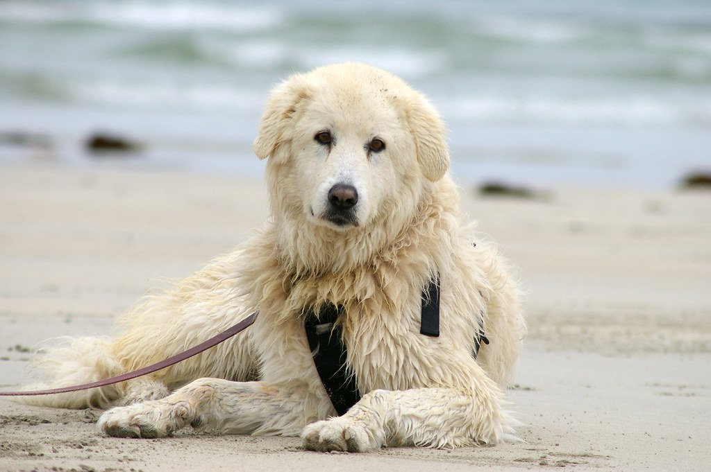 Kuvasz: The Watchful Sentinel (image credits: flickr)